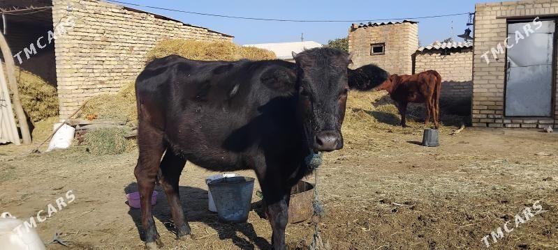 Göleli sygyr - Дянев - img 5