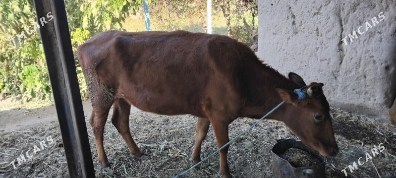 Göleli sygyr - Дянев - img 6