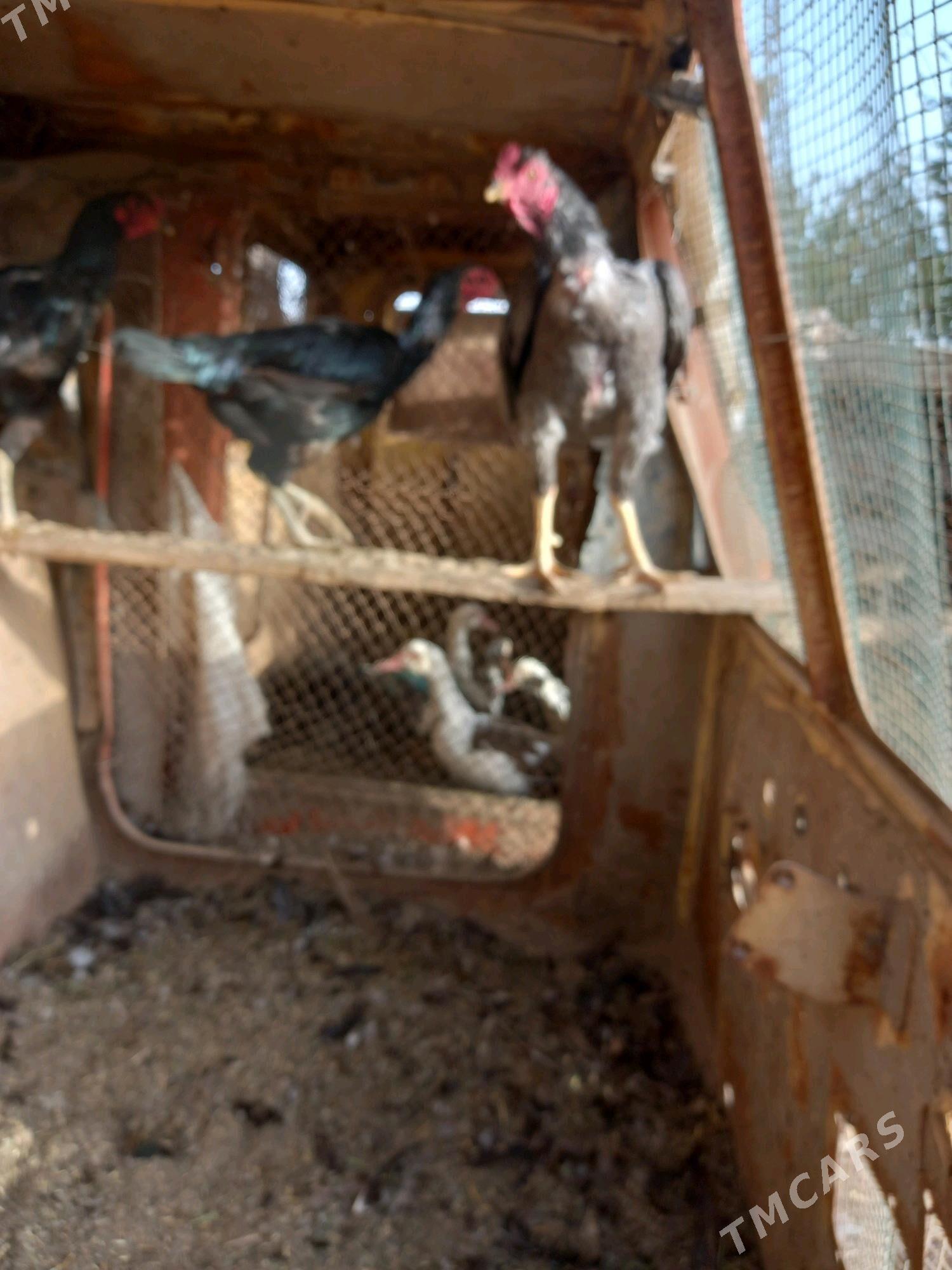 horaz - Sakar - img 2