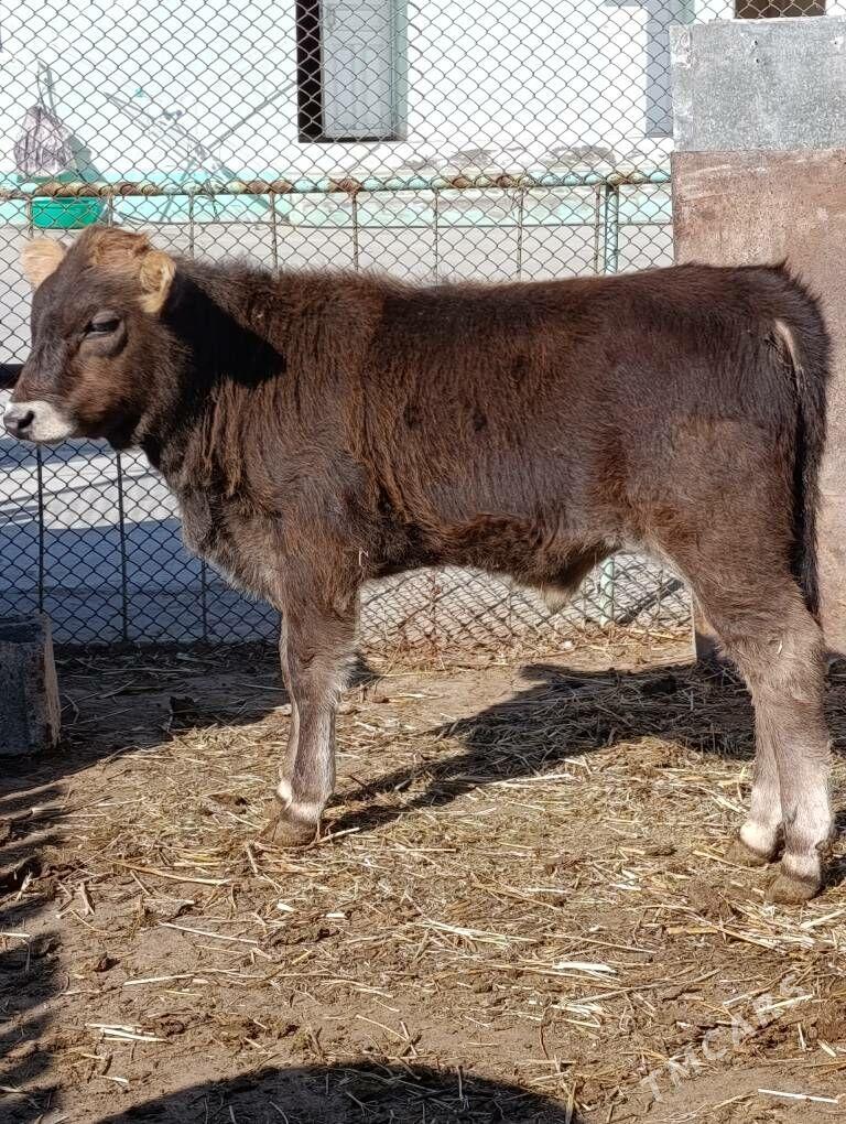 şwes öküz - Гёкдепе - img 1