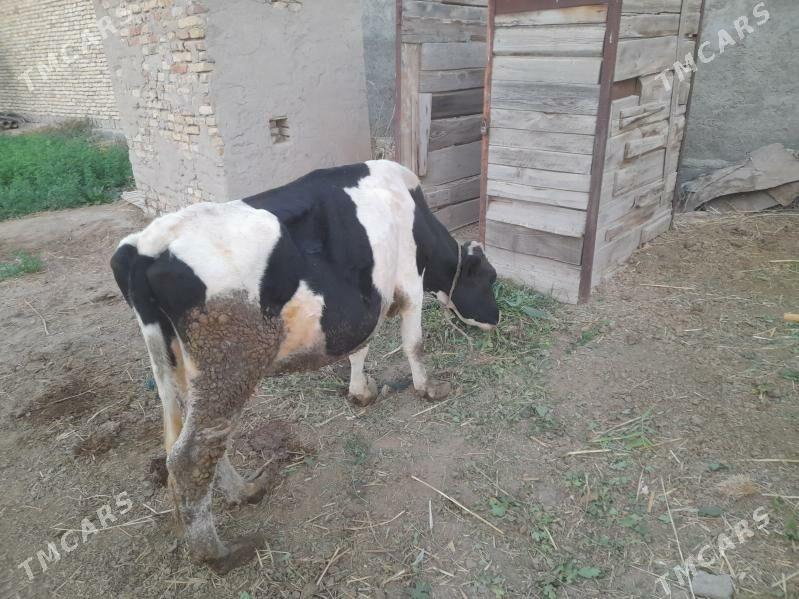 галаштейн мал - Çärjew - img 2