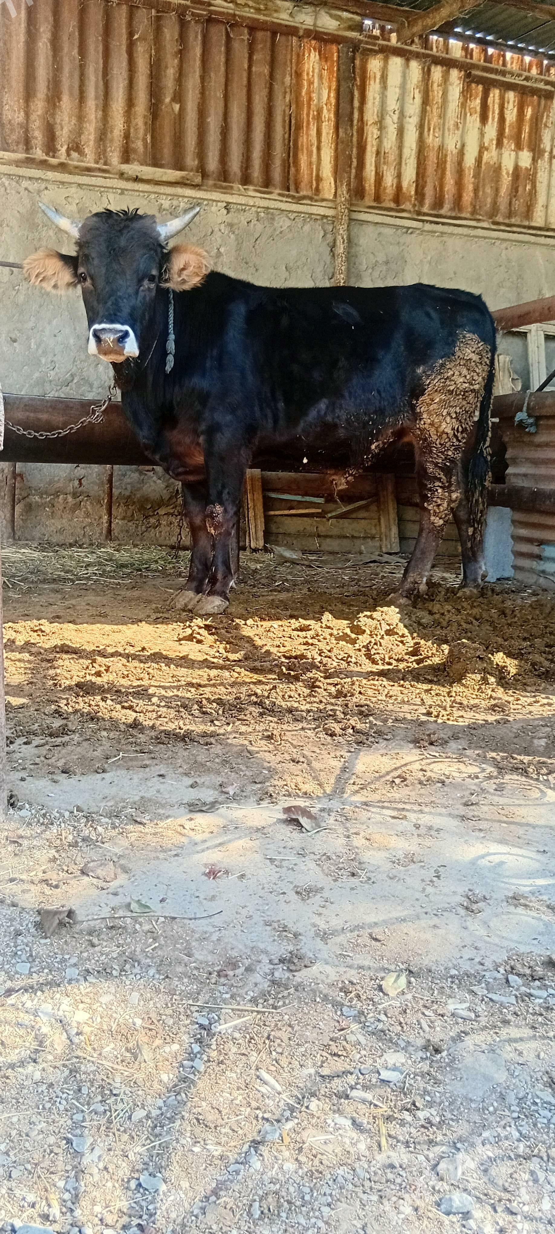 bakylan öküz - Бахарден - img 1