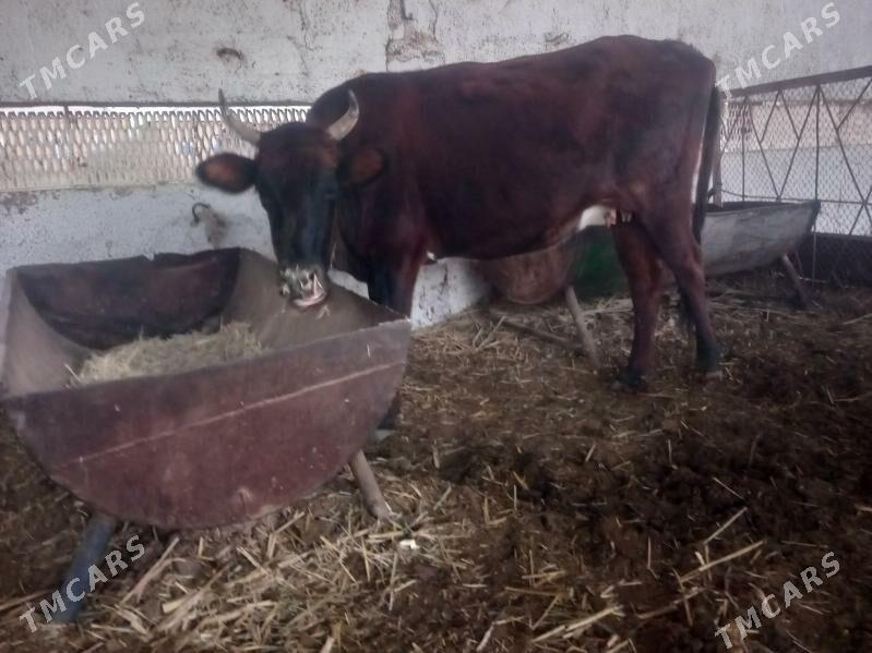 bogoz.gysyr - Мары - img 5