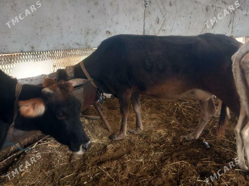 bogoz.gysyr - Мары - img 10