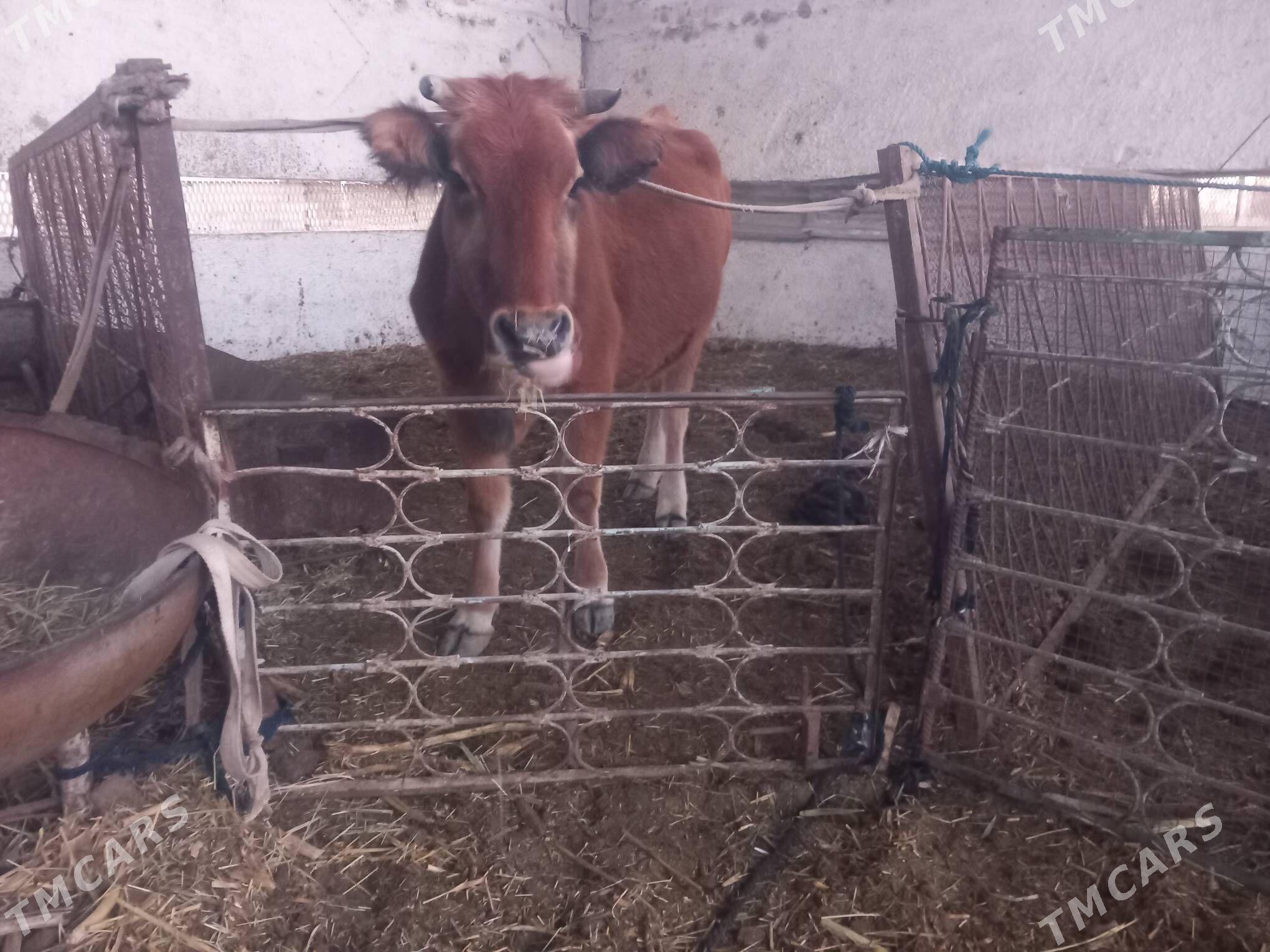 bogoz.gysyr - Мары - img 1