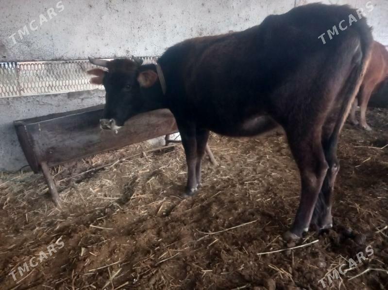 bogoz.gysyr - Мары - img 9