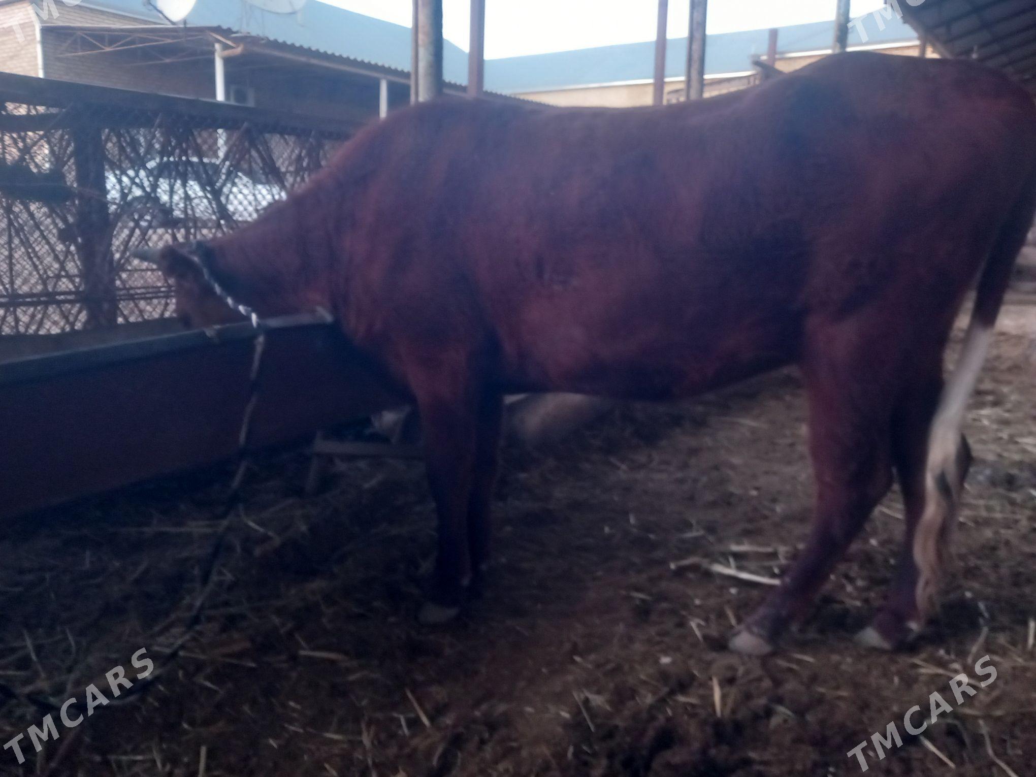 bogoz.gysyr - Мары - img 8