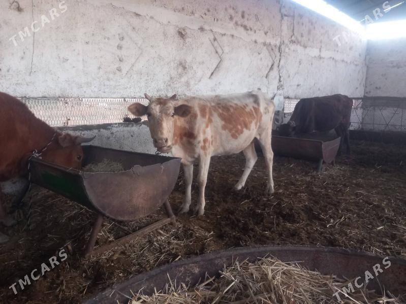 bogoz.gysyr - Мары - img 6