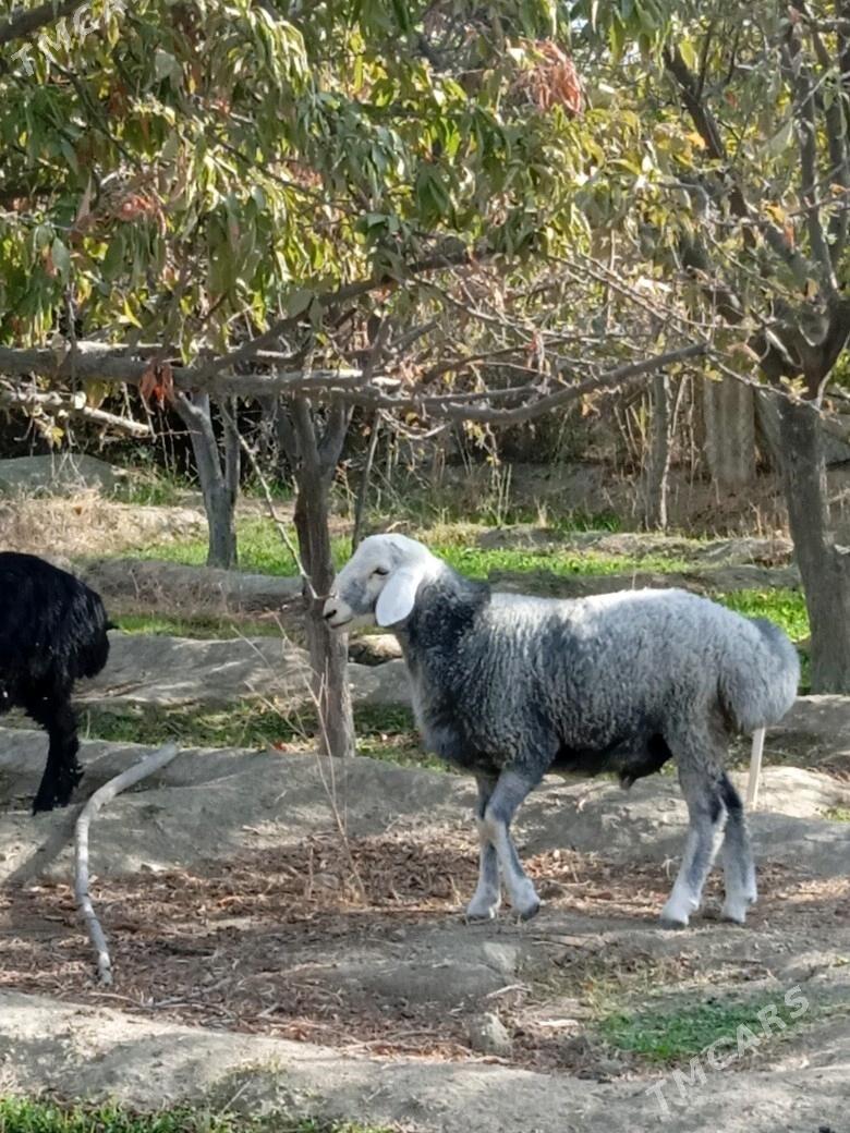 Goç - Ашхабад - img 1