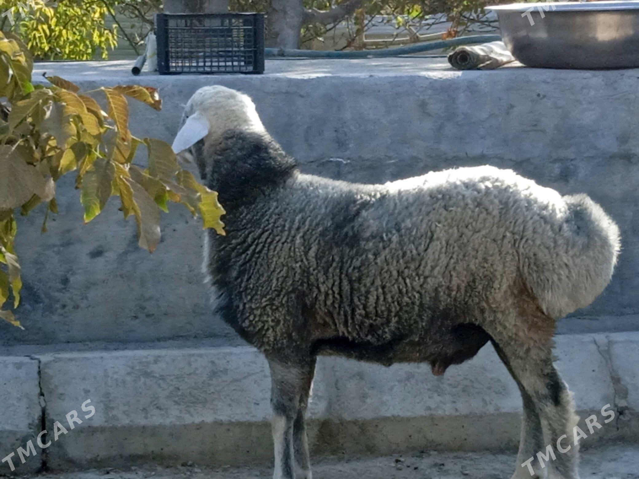 Goç - Ашхабад - img 2