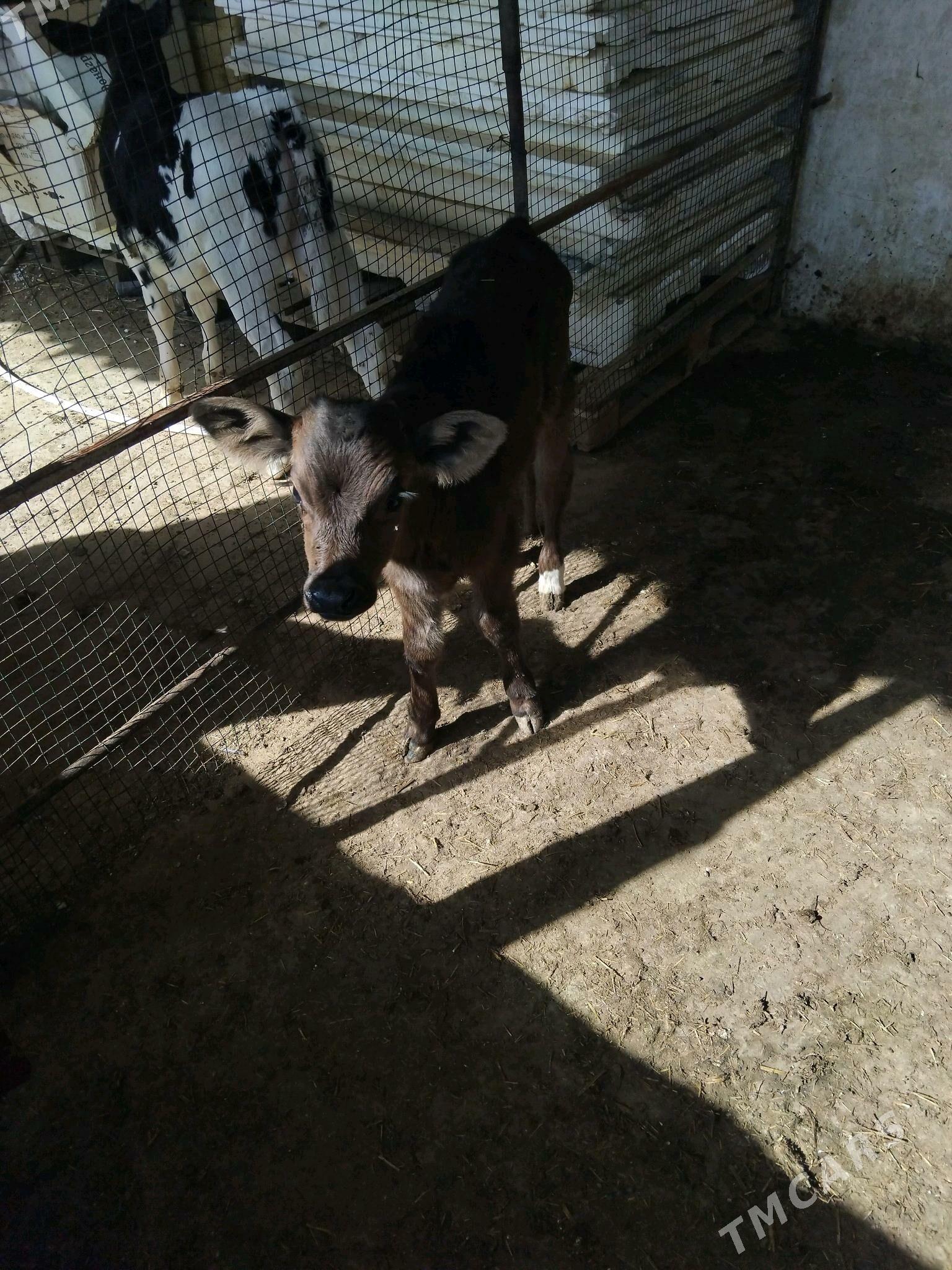 satlyk gole - Änew - img 1