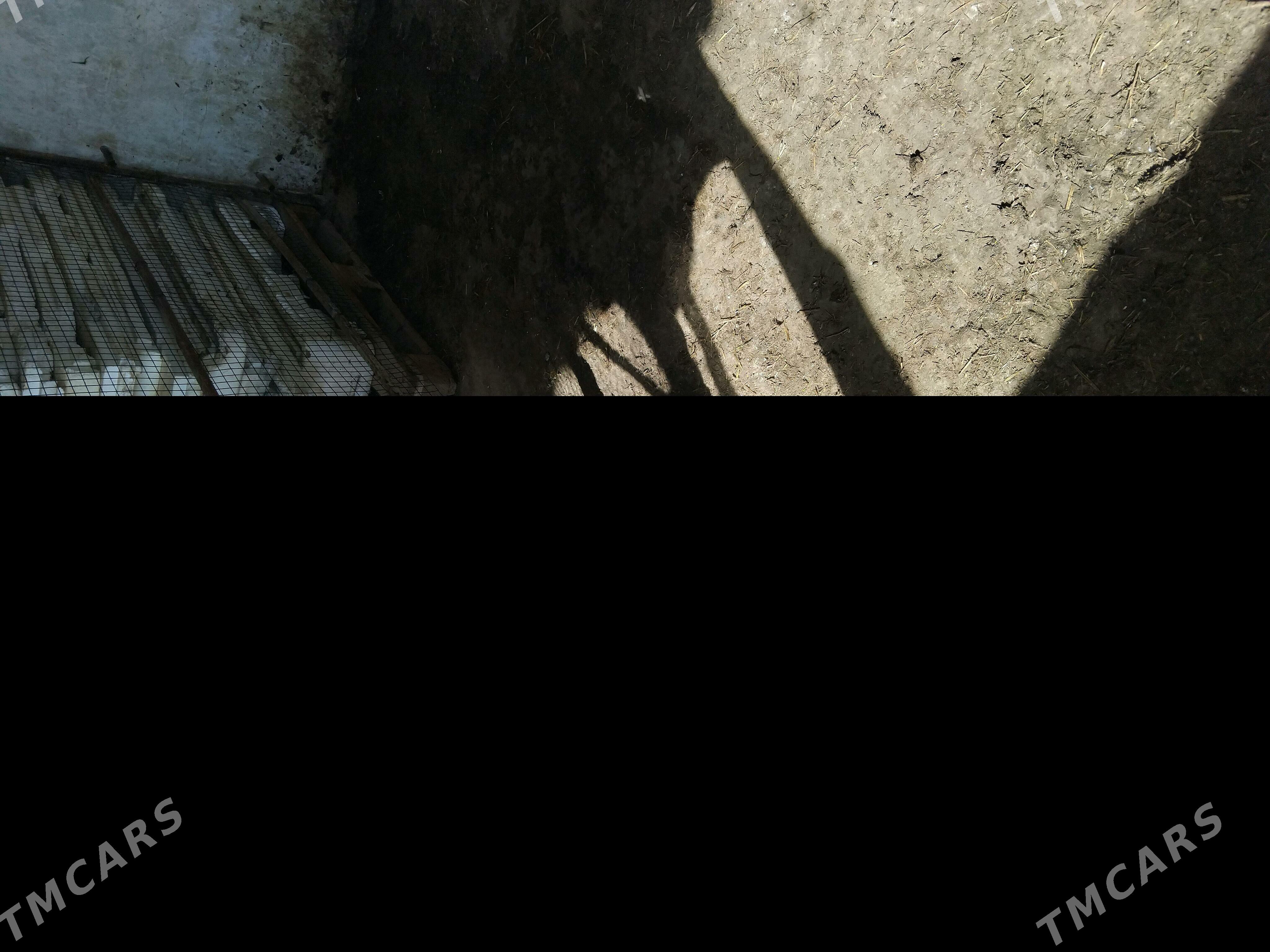 satlyk gole - Änew - img 2