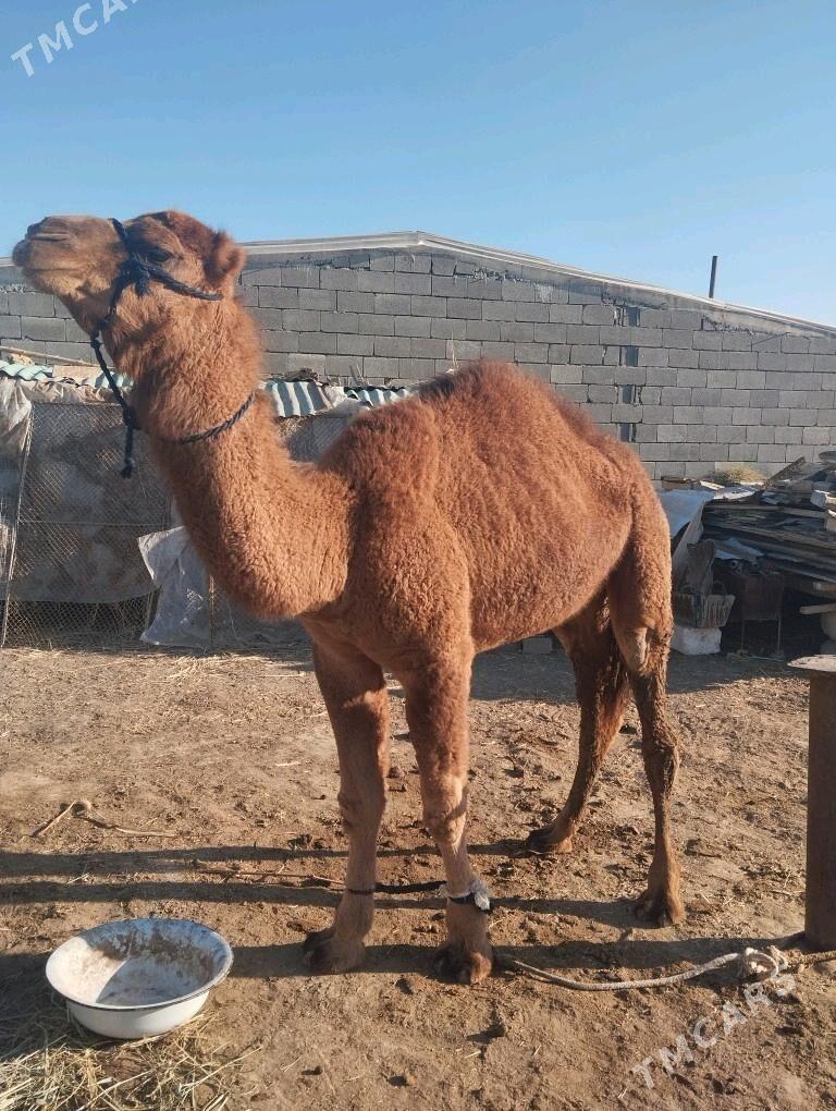 Ogşuk - Гёкдепе - img 1