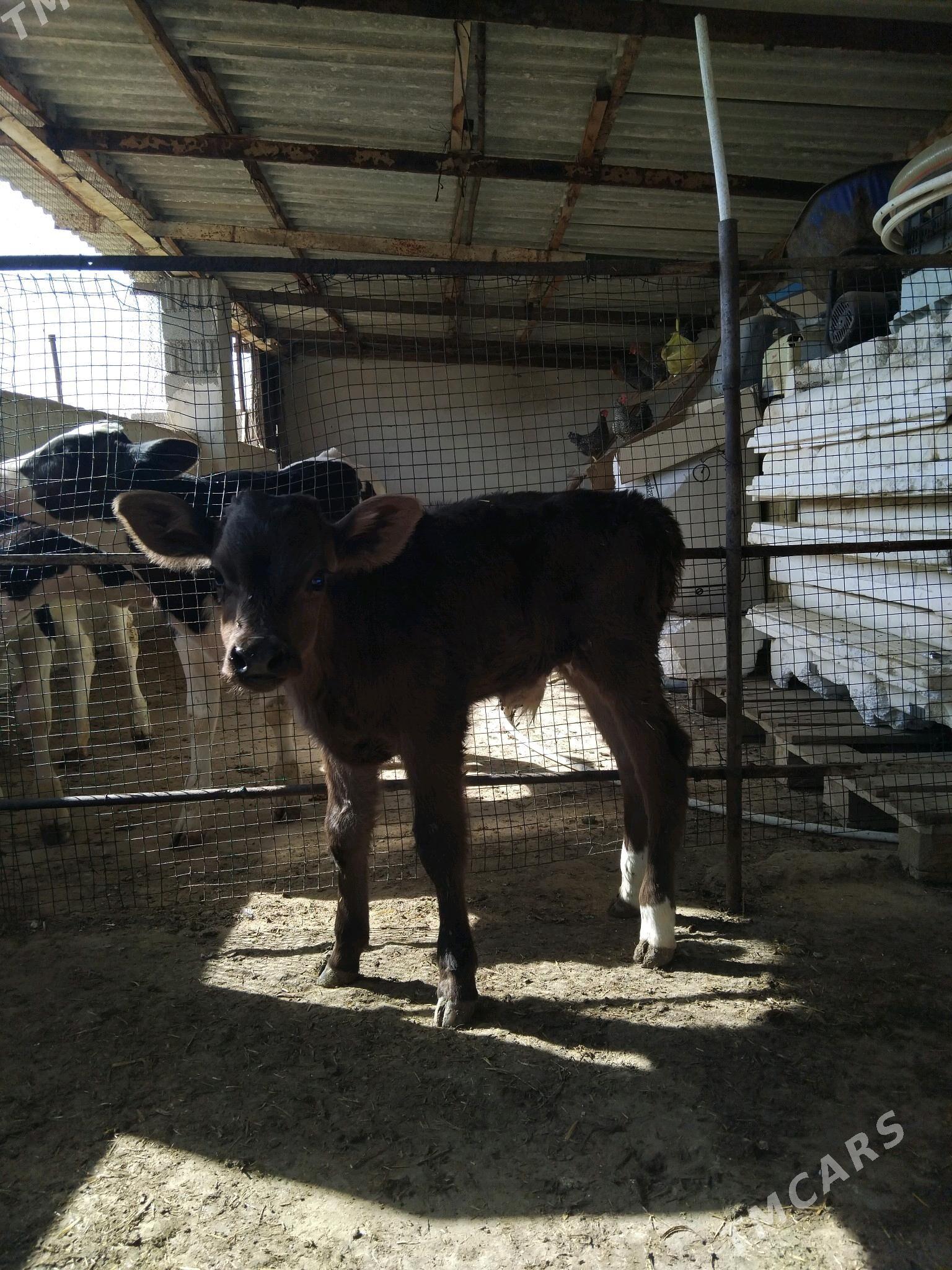 satlyk gole - Änew - img 3