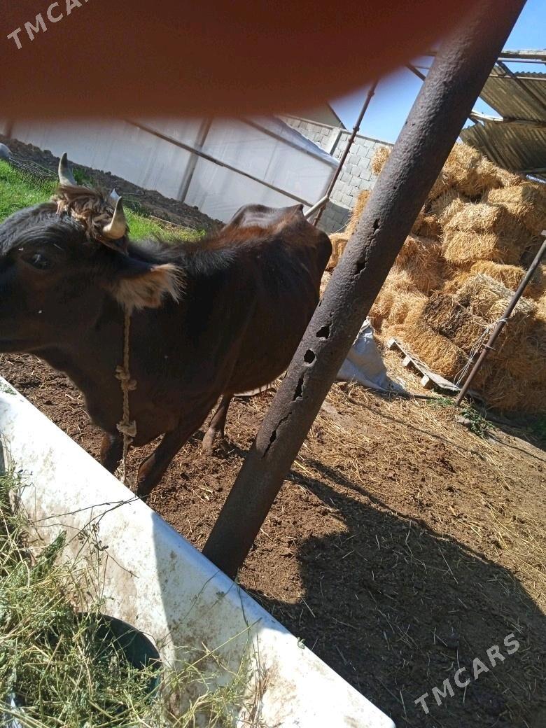 Sygyr - Бузмеин - img 1