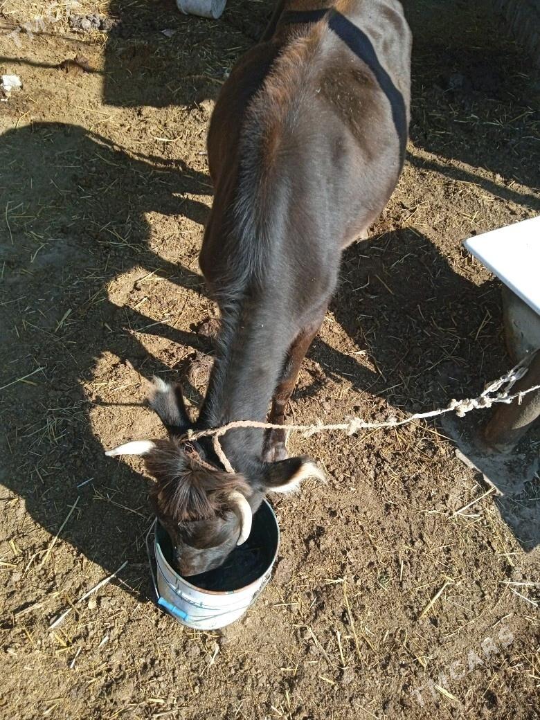 Sygyr - Бузмеин - img 4