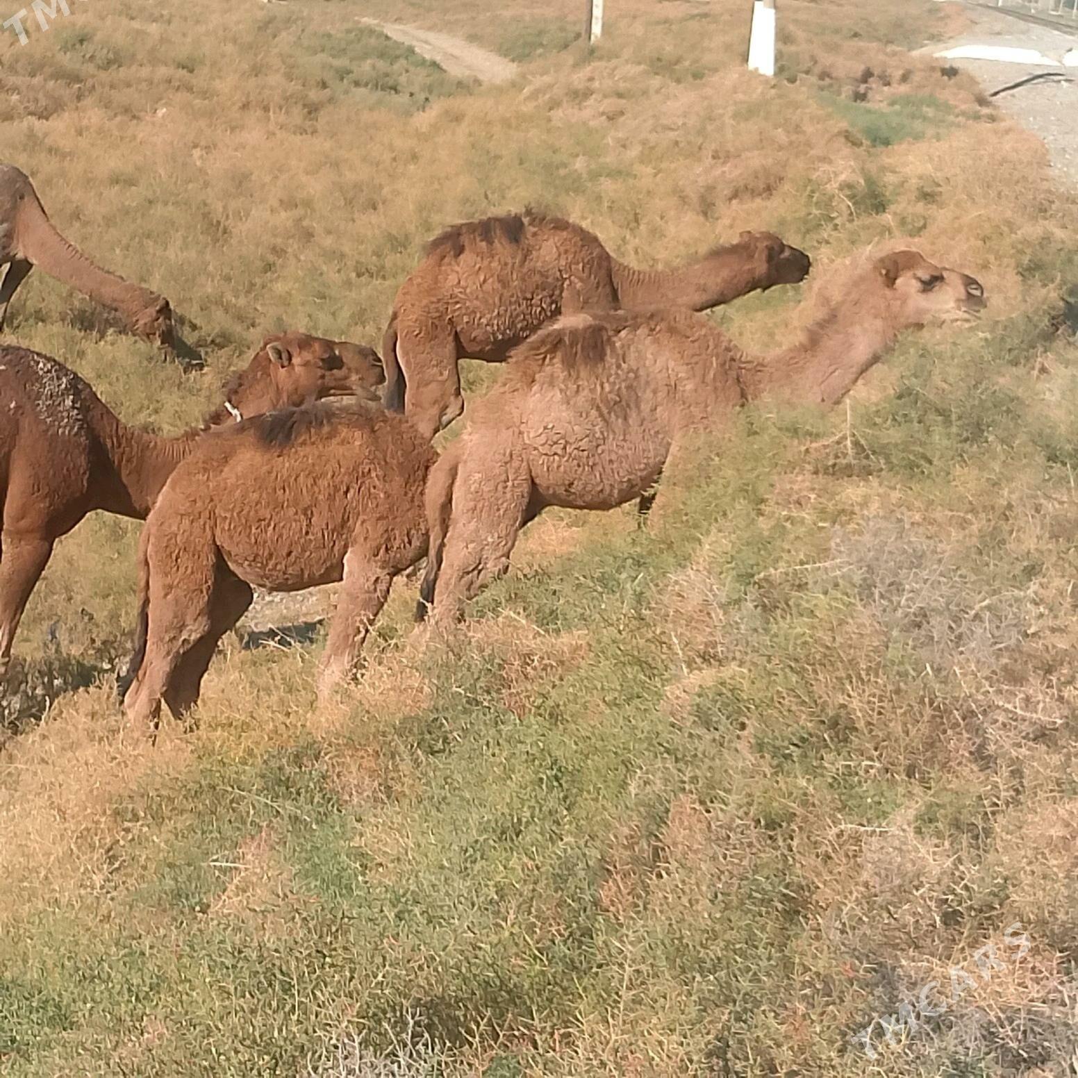 Torum 2 Sany - Яшлык - img 2