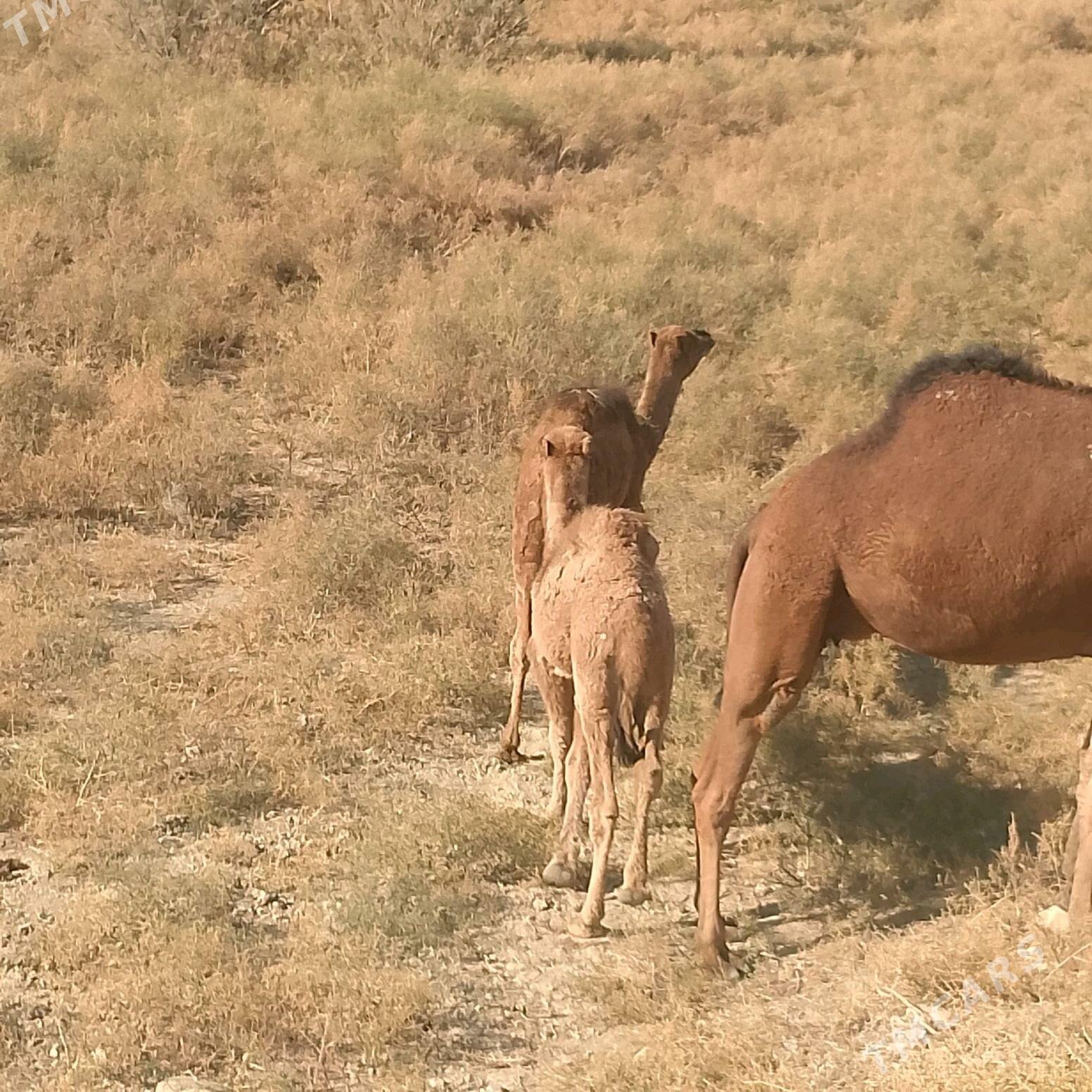 Torum 2 Sany - Яшлык - img 1