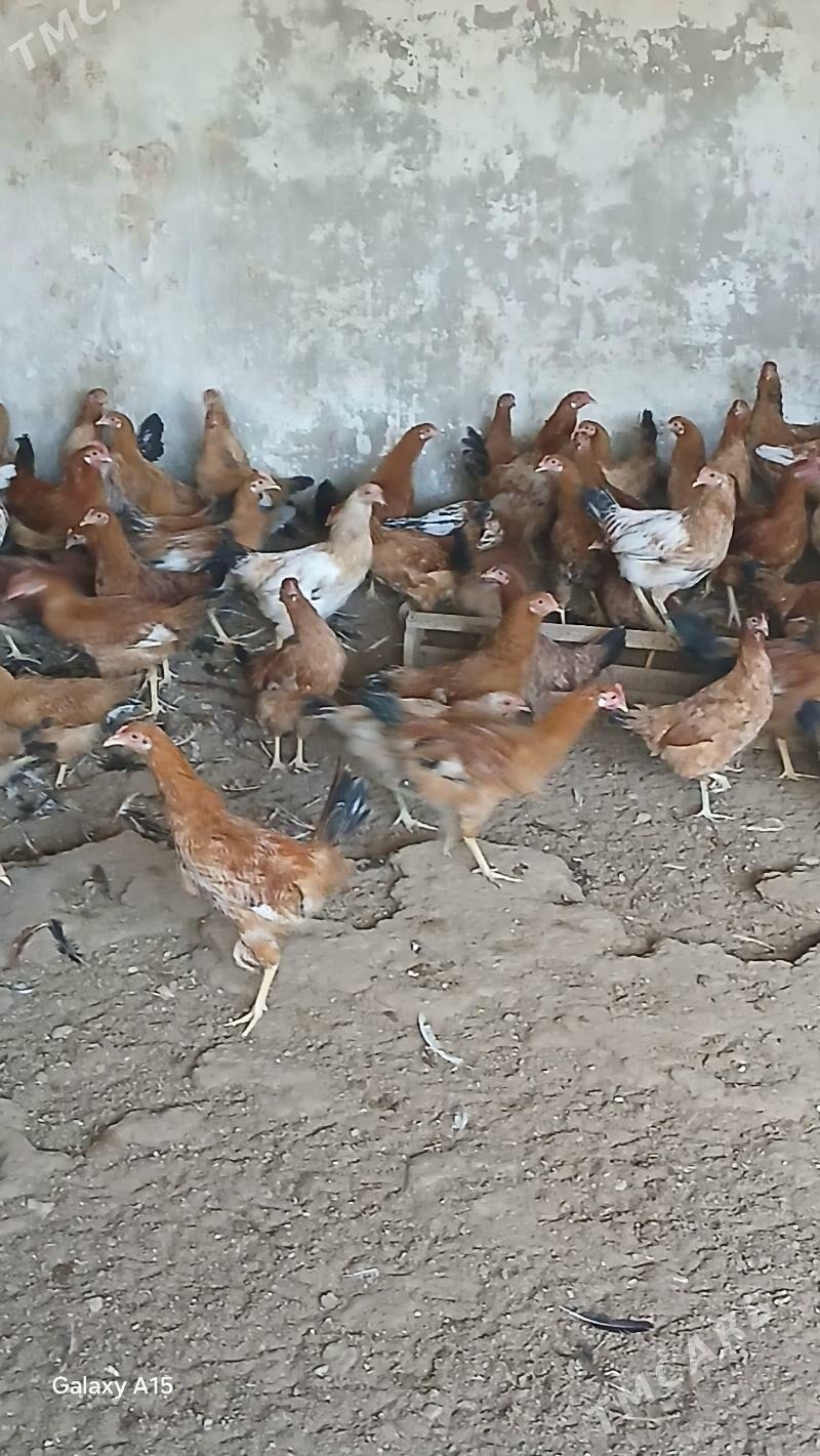 ýaş towuklar - Balkanabat - img 1