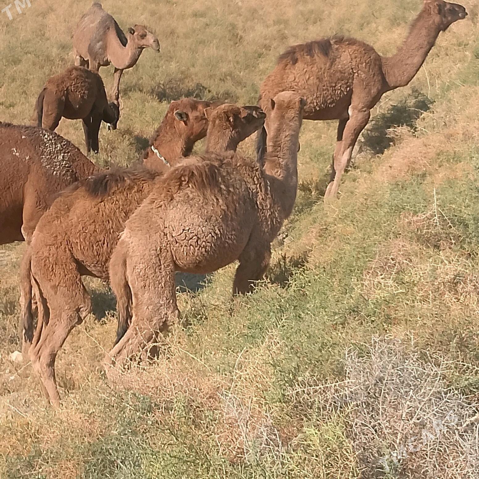 Torum 2 Sany - Яшлык - img 3