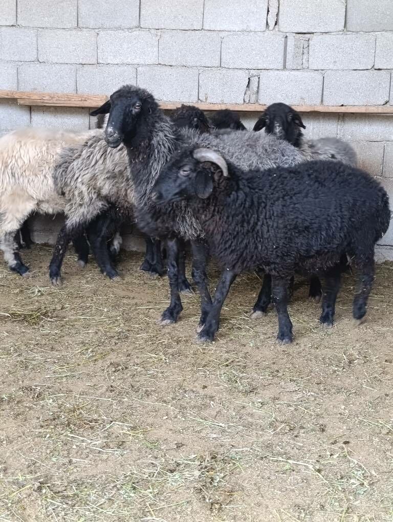 goyun - Herrikgala - img 1