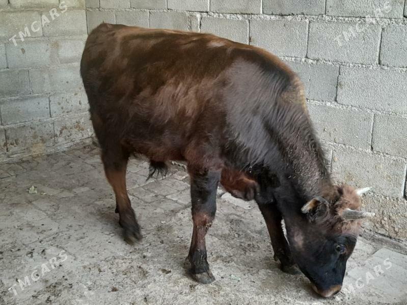 .....ÖKIZ..... - Bagyr - img 5