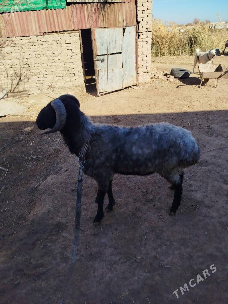 goç - Daşoguz - img 2