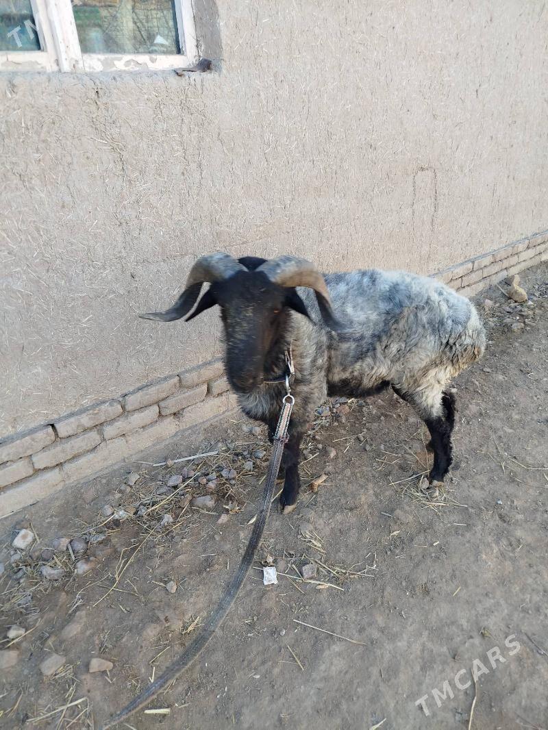 goç - Daşoguz - img 1