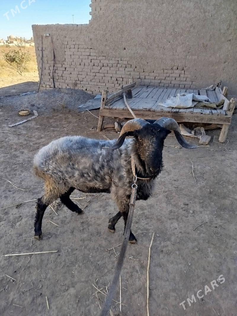 goç - Daşoguz - img 5