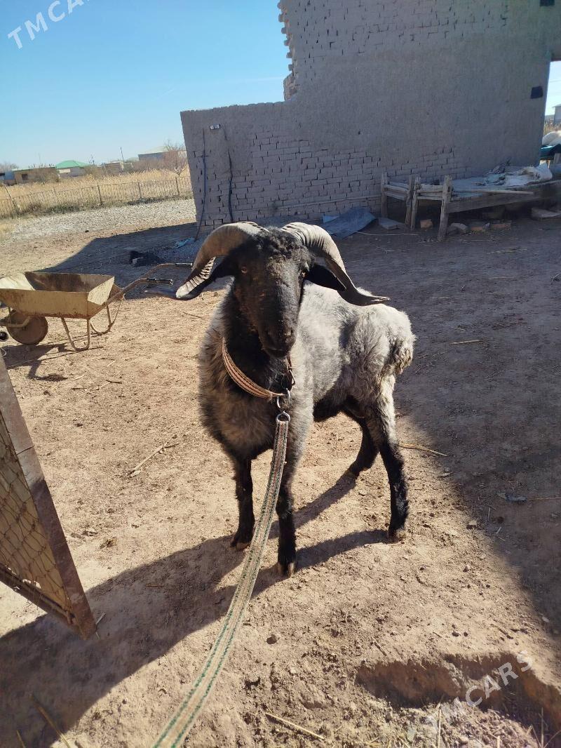 goç - Daşoguz - img 6