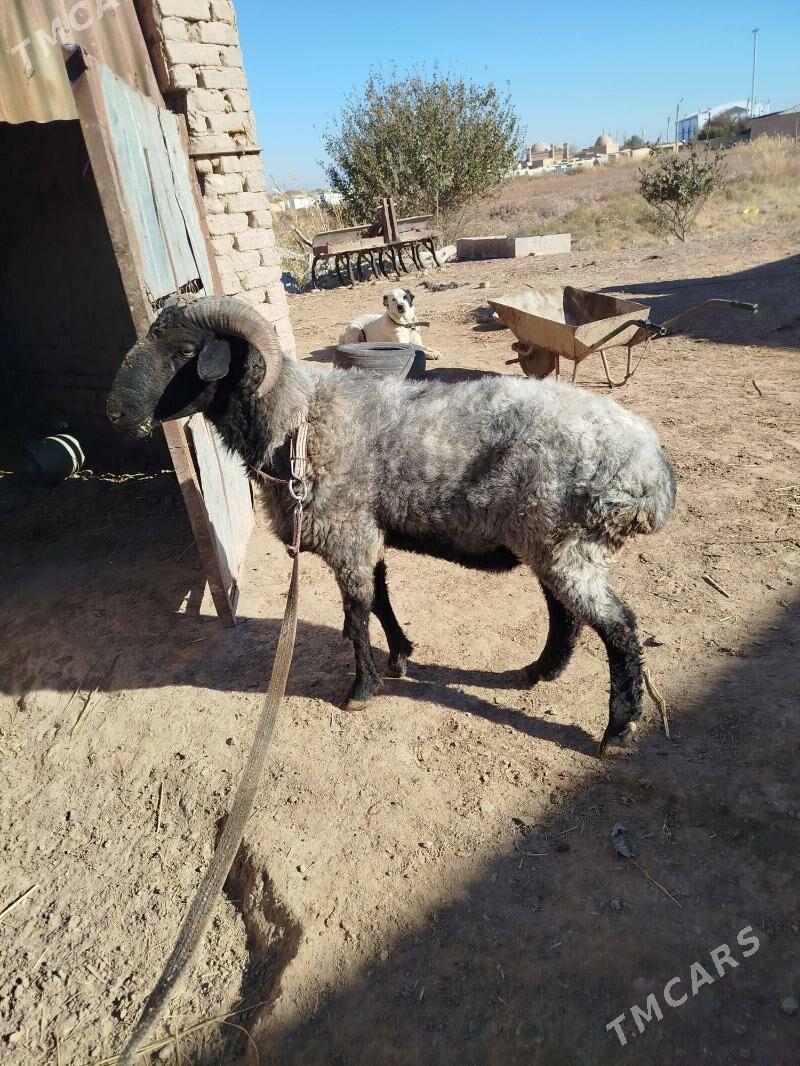 goç - Daşoguz - img 7