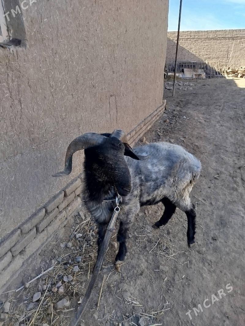 goç - Daşoguz - img 4