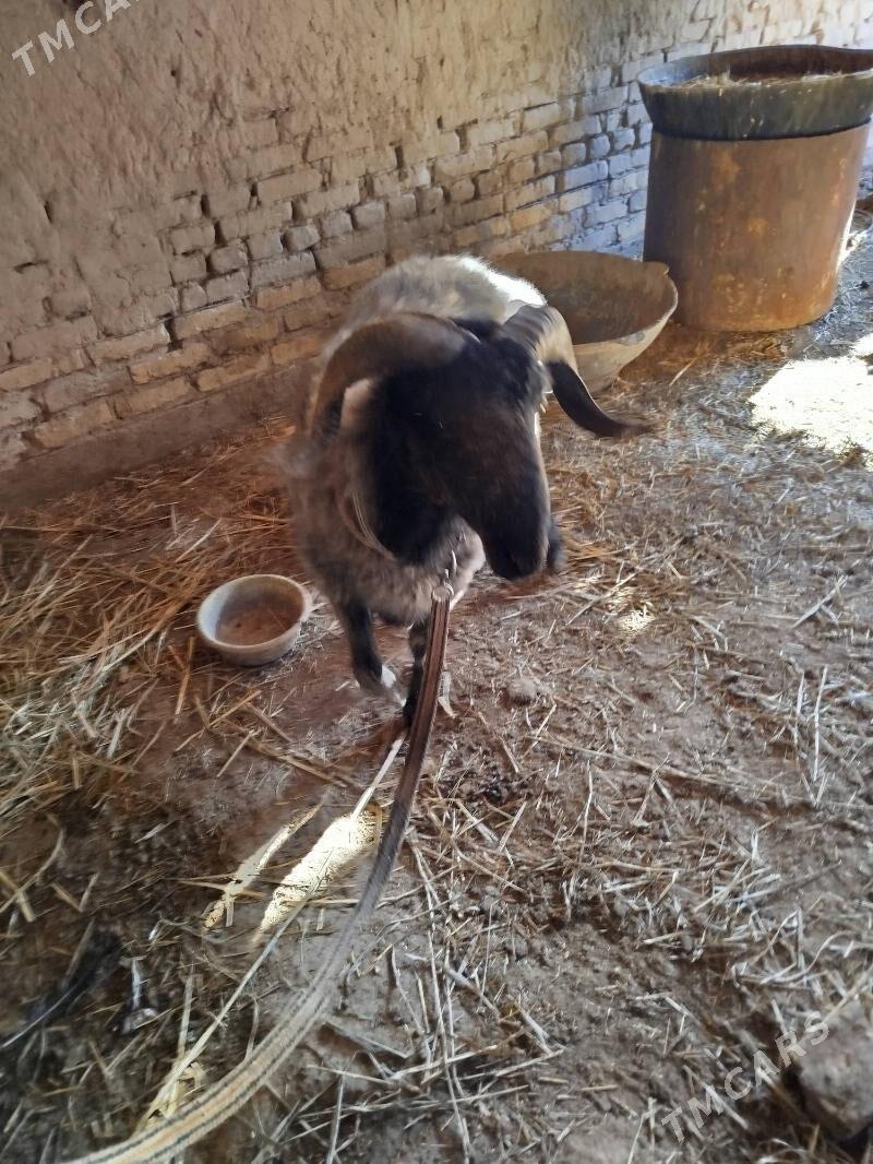 goç - Daşoguz - img 3