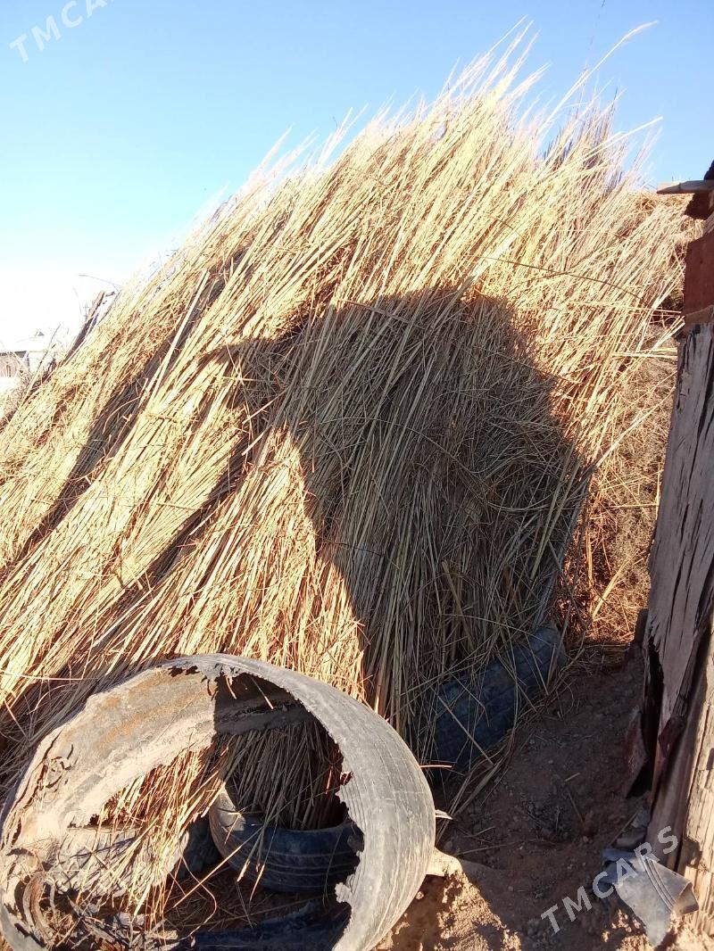 gamyş - Baýramaly - img 2