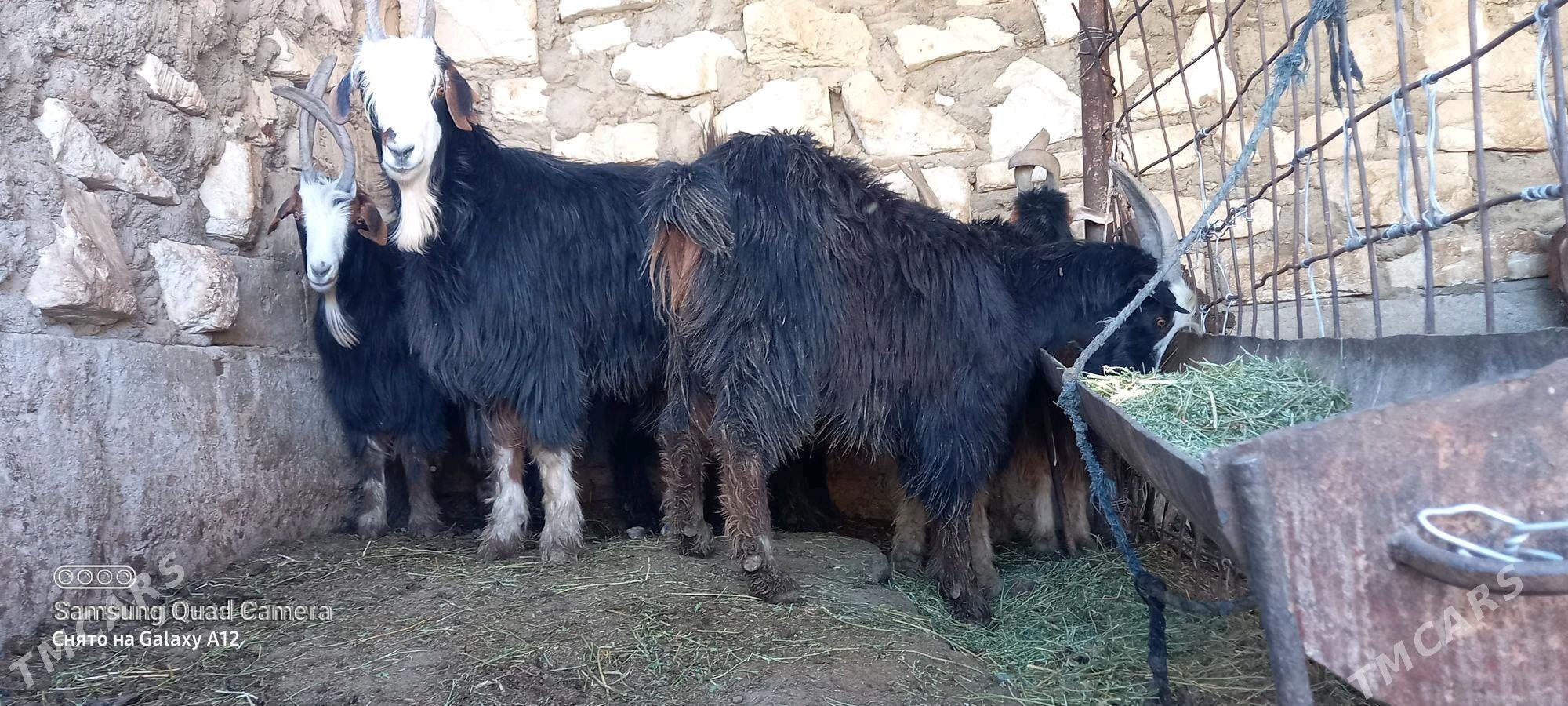 erkec - Гумдаг - img 3