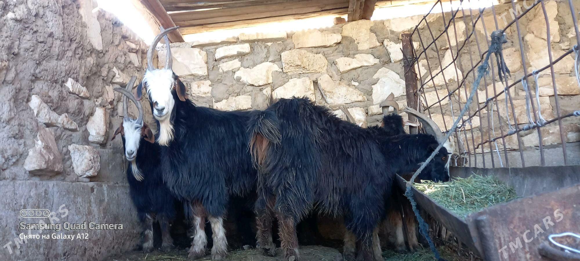 erkec - Гумдаг - img 2