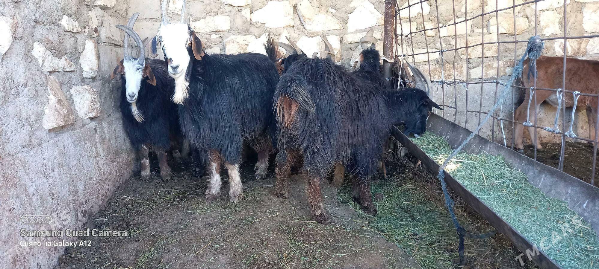 erkec - Гумдаг - img 4