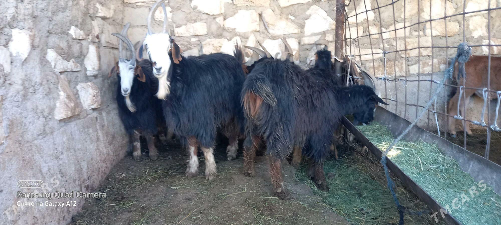 erkec - Гумдаг - img 5