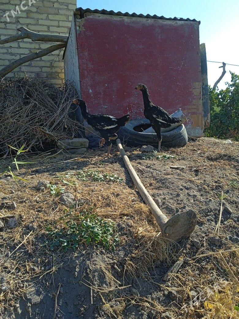 horaz jüjeler - Farap - img 3