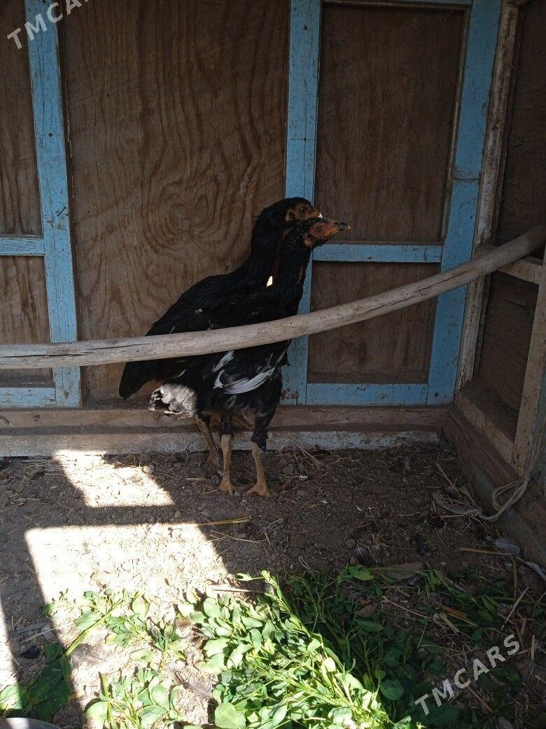 horaz jüjeler - Farap - img 2