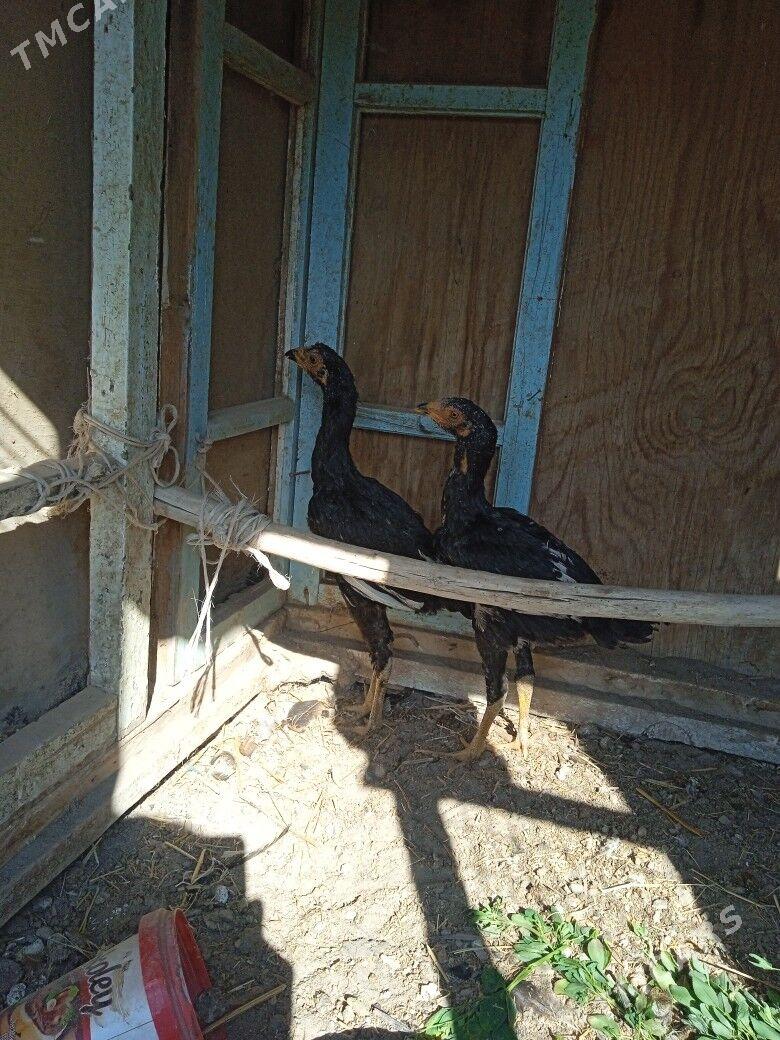 horaz jüjeler - Farap - img 4