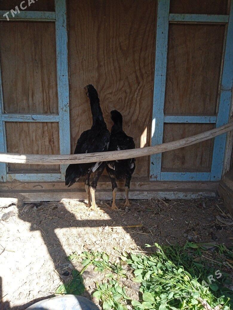 horaz jüjeler - Farap - img 1