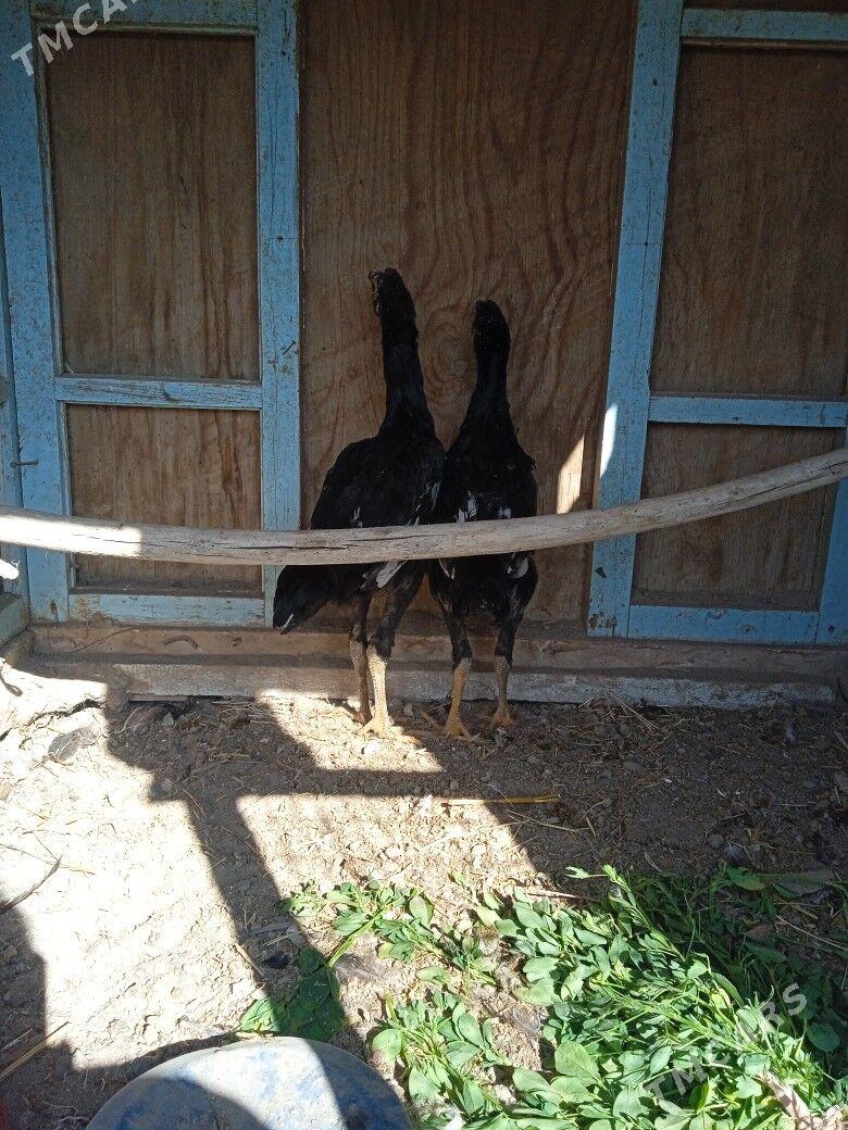 horaz jüjeler - Farap - img 6