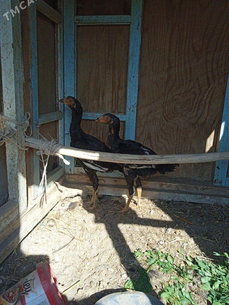 horaz jüjeler - Farap - img 5