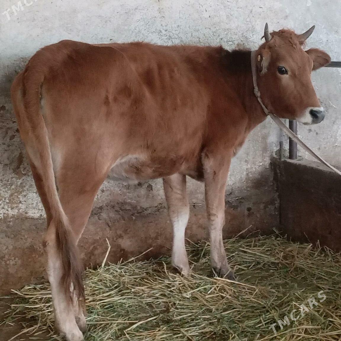 Tüwe - Ашхабад - img 4