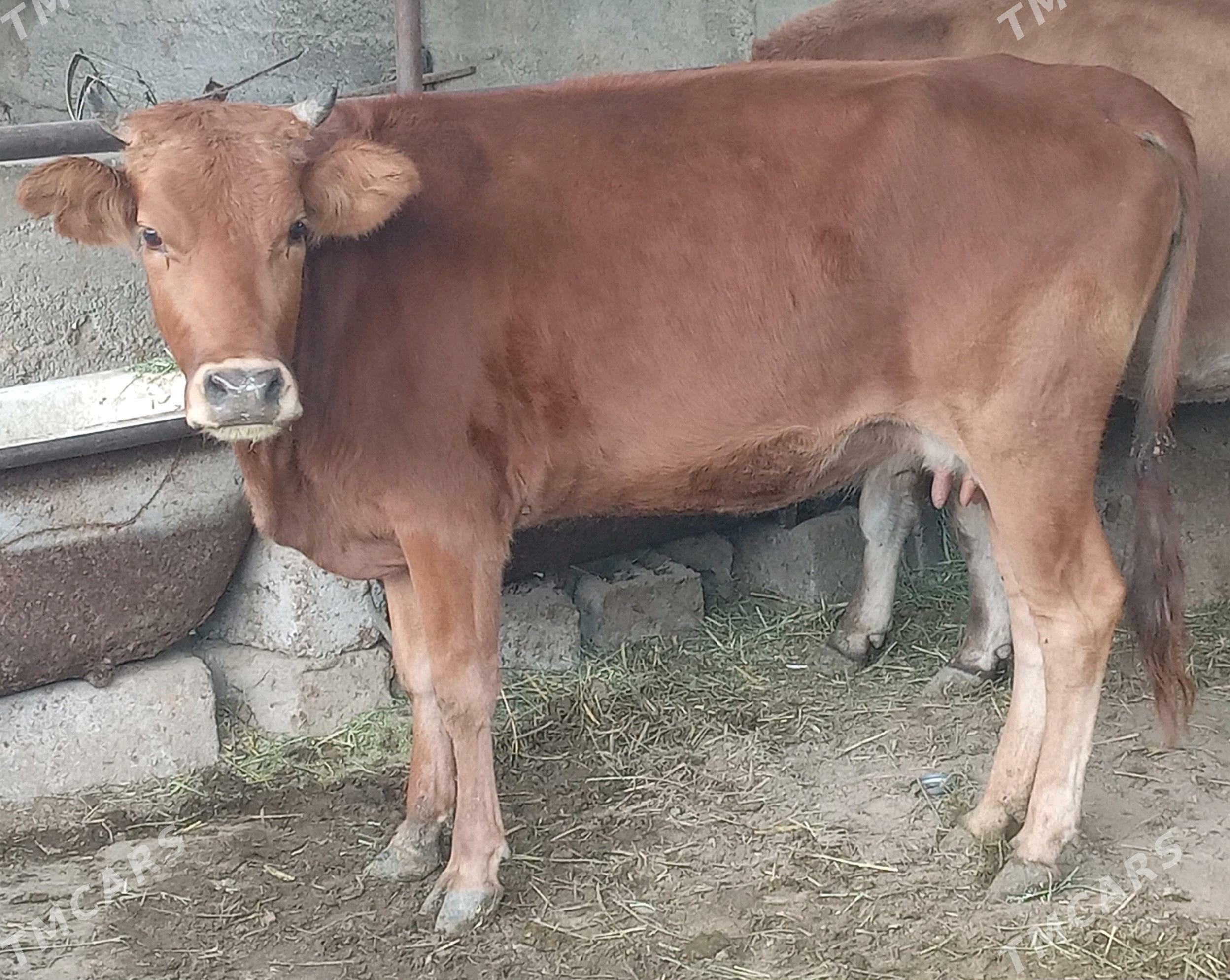 Tüwe - Ашхабад - img 2