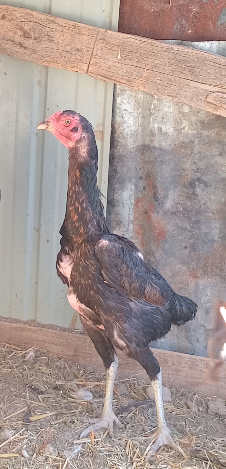 taşkent jüje - Кака - img 4