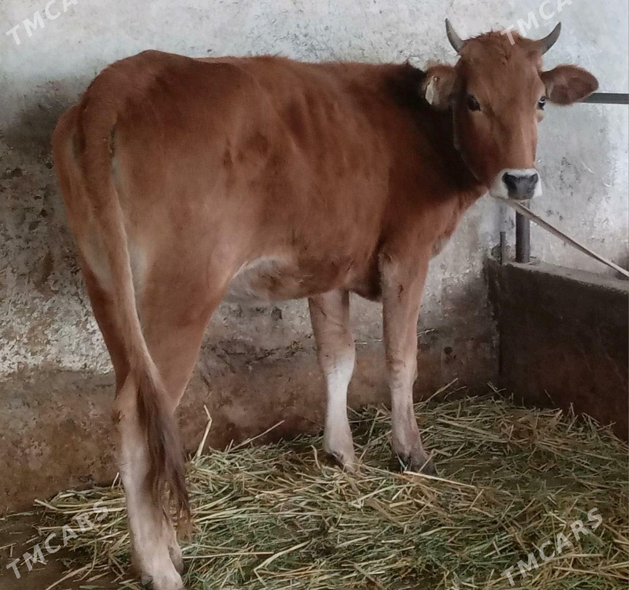 Tüwe - Ашхабад - img 3