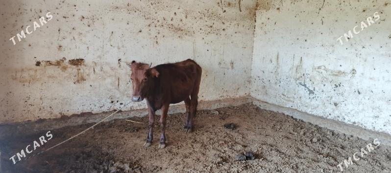 Gulajyn - Мары - img 1