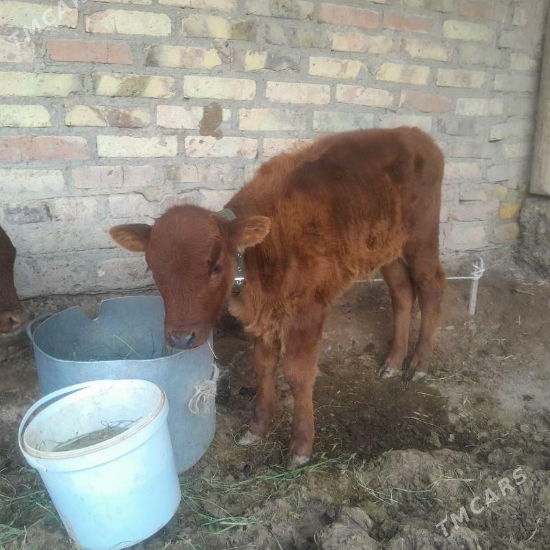 saglyk mal. - Туркменабат - img 2